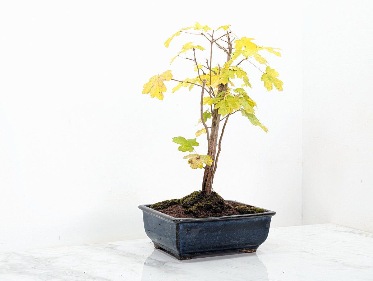 Field Maple 'Clump Style' Bonsai