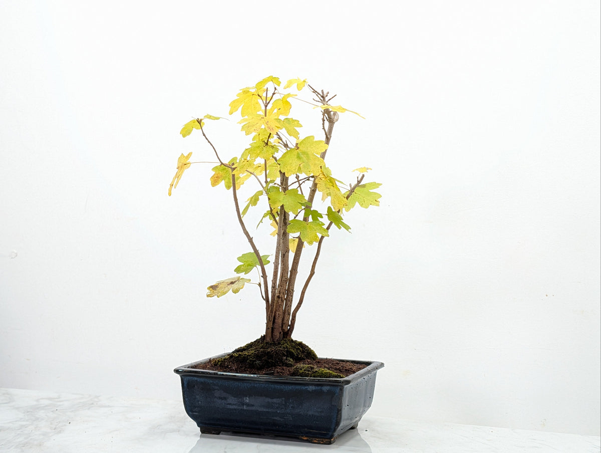 Field Maple 'Clump Style' Bonsai