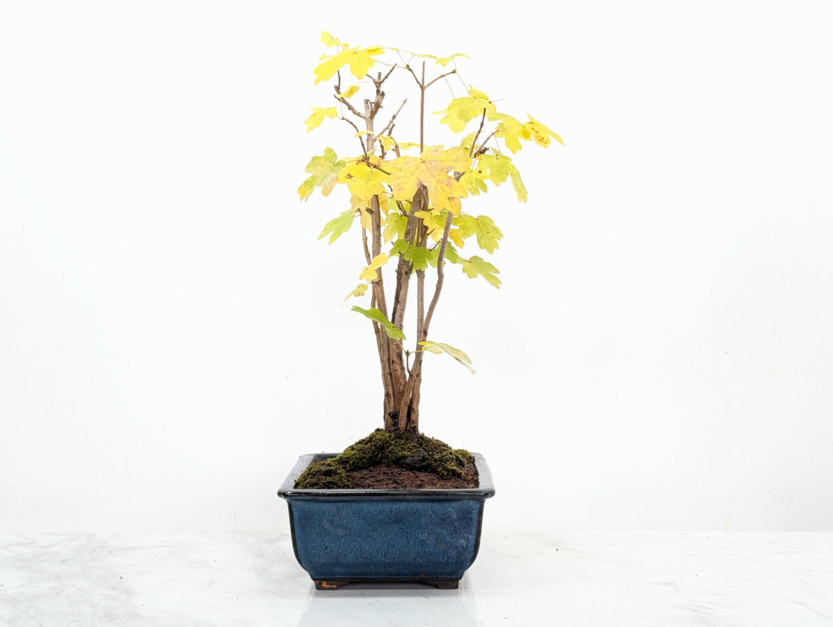 Field Maple 'Clump Style' Bonsai