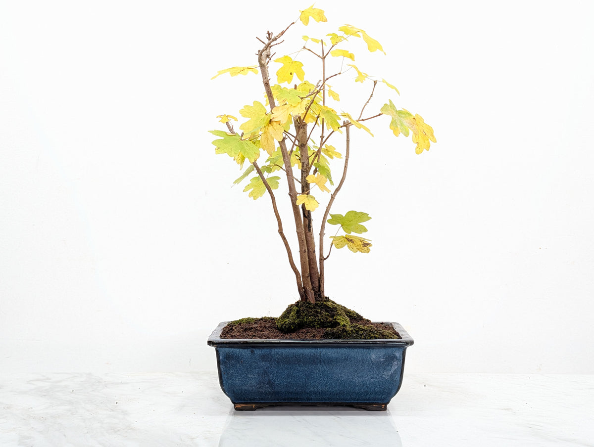 Field Maple 'Clump Style' Bonsai