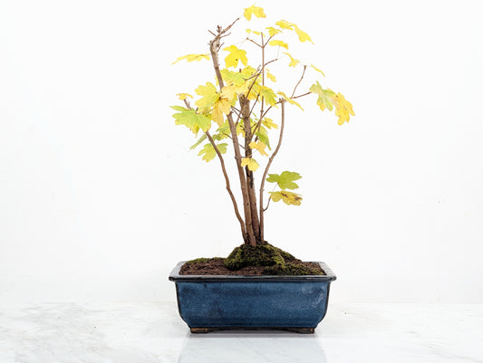 Field Maple 'Clump Style' Bonsai