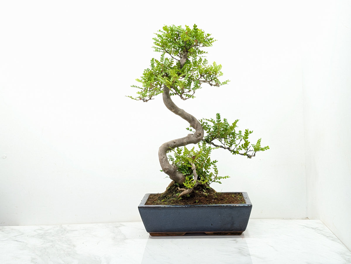 Japanese Pepper Bonsai  S Trunk - 30cm Blue Ceramic Pot