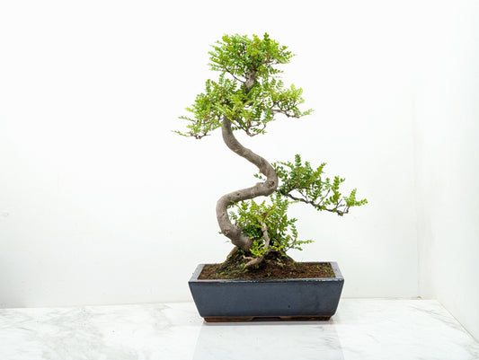 Japanese Pepper Bonsai  S Trunk - 30cm Blue Ceramic Pot