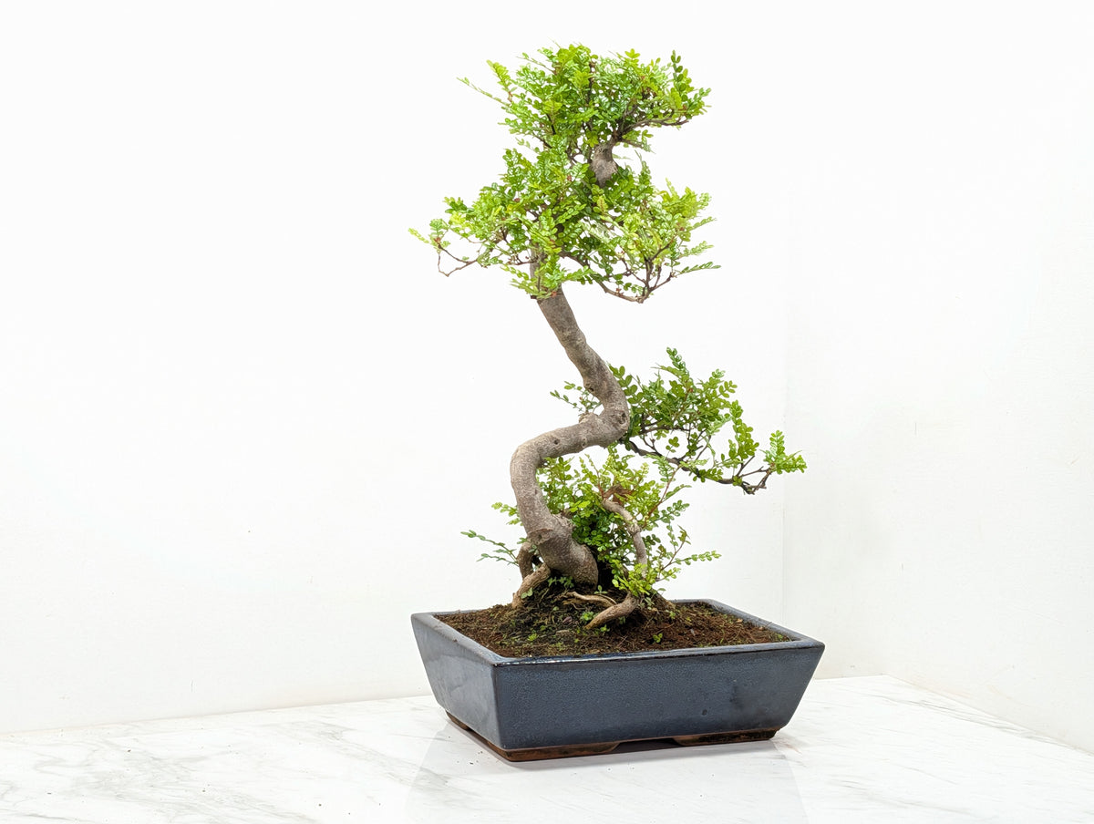 Japanese Pepper Bonsai  S Trunk - 30cm Blue Ceramic Pot