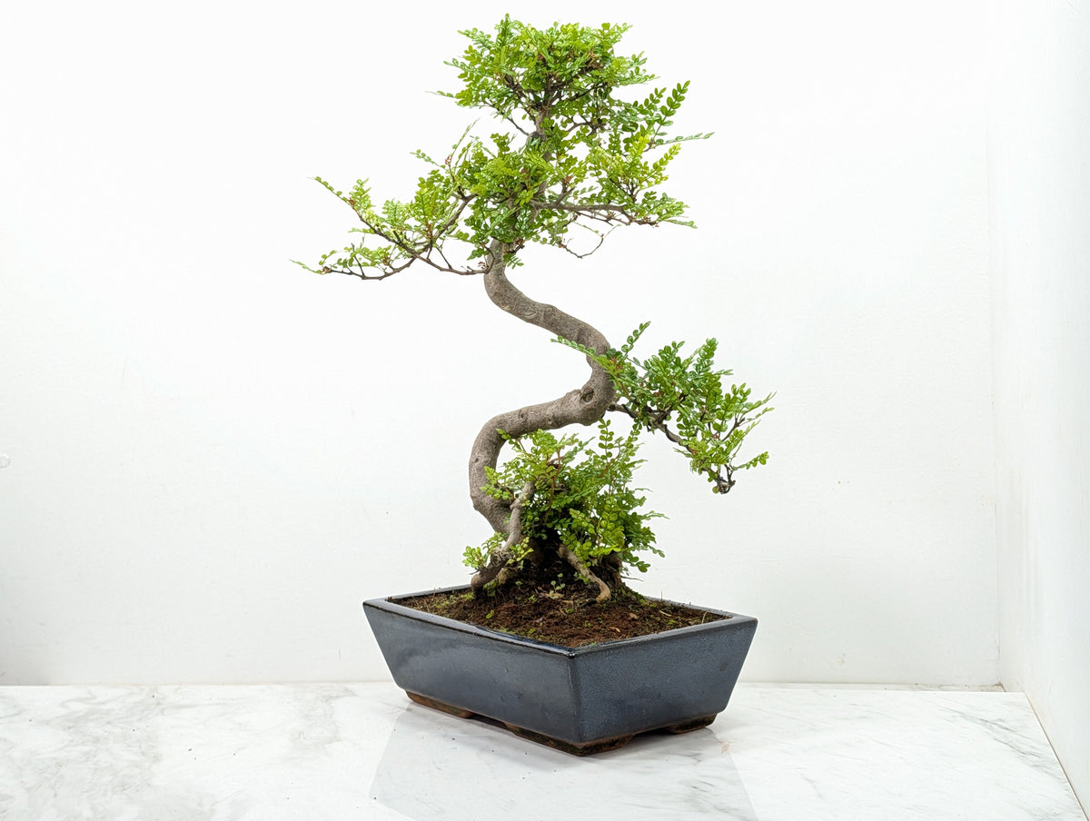 Japanese Pepper Bonsai  S Trunk - 30cm Blue Ceramic Pot