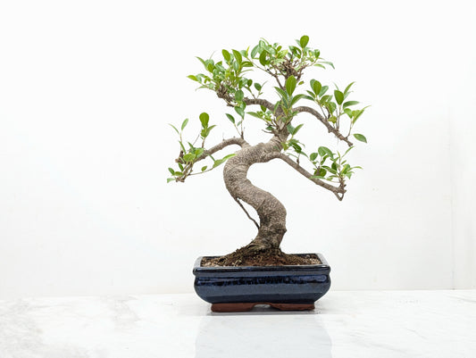 Banyan Fig Bonsai -20cm Navy Pot