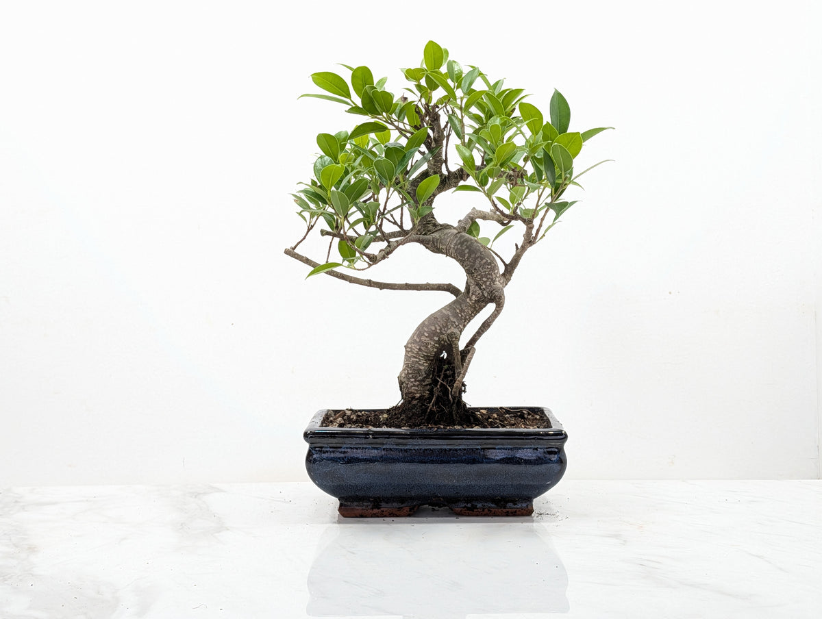 Banyan Fig Bonsai -20cm Navy Pot