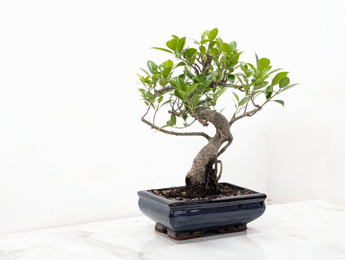 Banyan Fig Bonsai -20cm Navy Pot