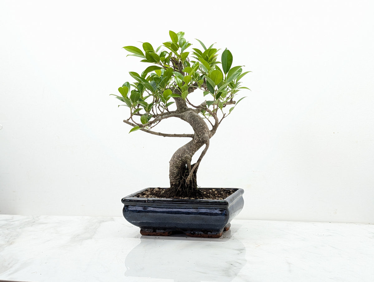 Banyan Fig Bonsai -20cm Navy Pot