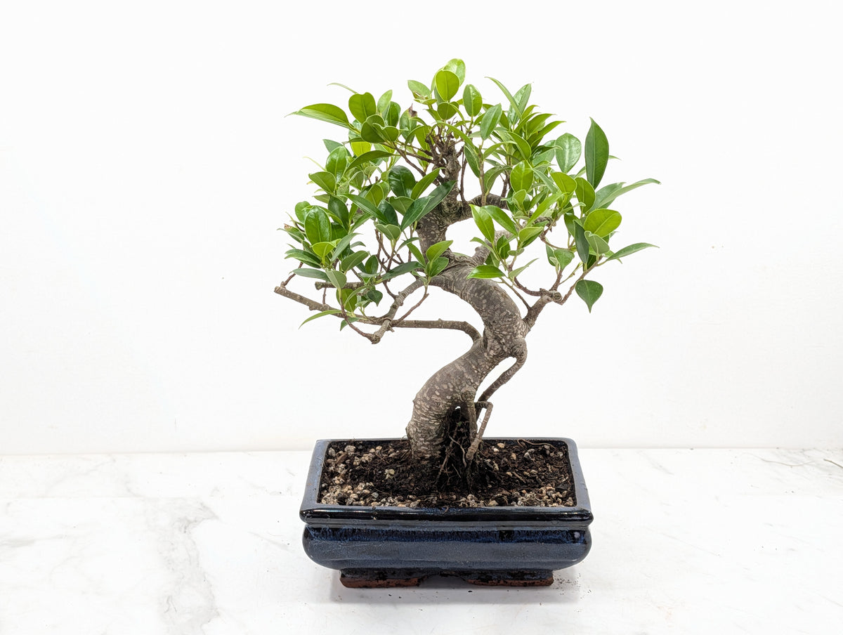 Banyan Fig Bonsai -20cm Navy Pot