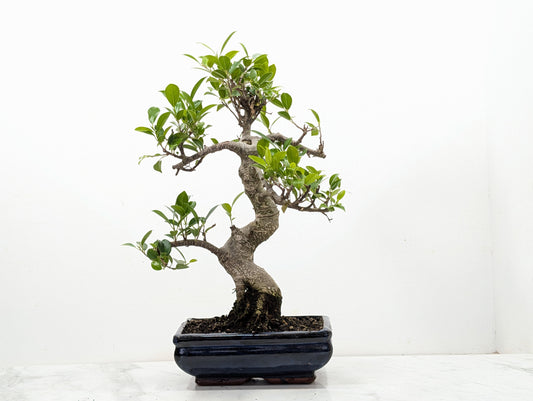 Banyan Fig Bonsai -20cm Navy Pot