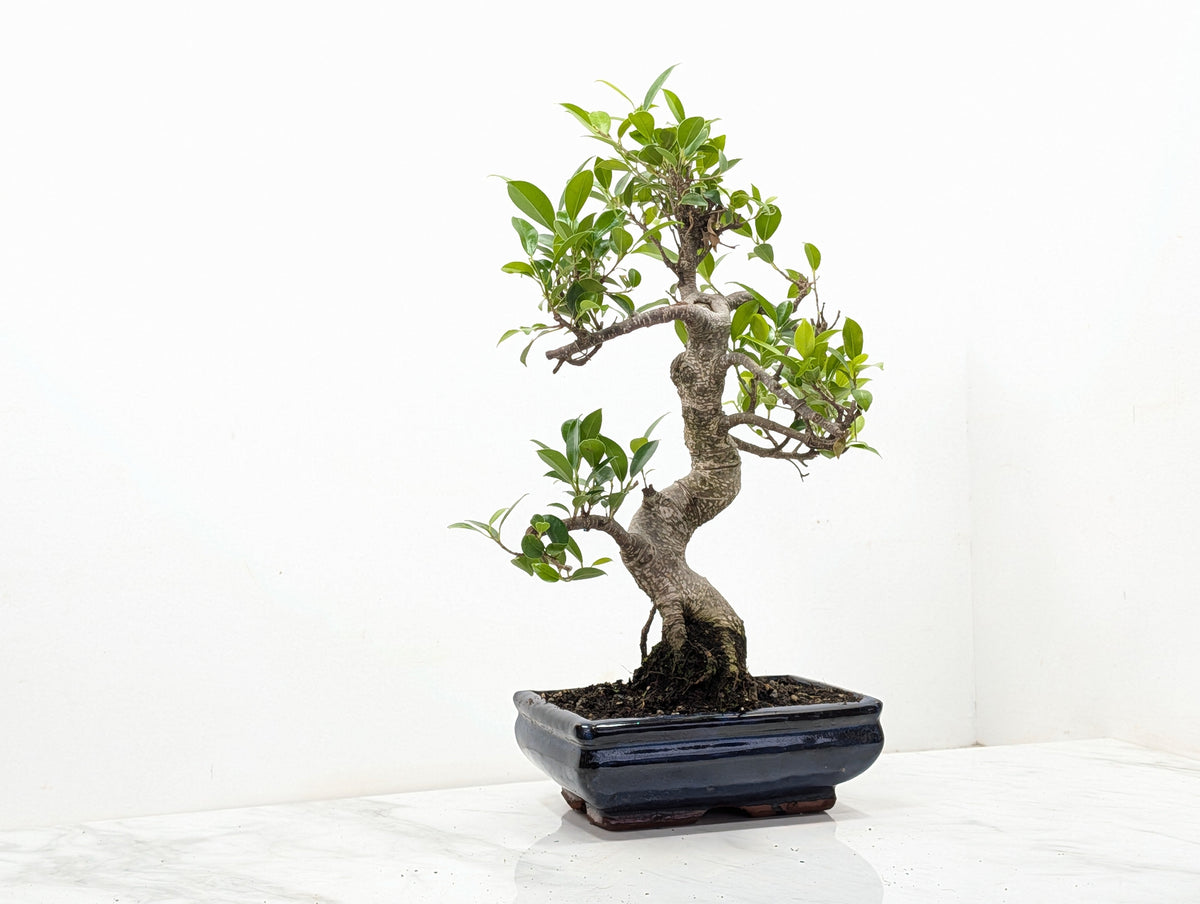 Banyan Fig Bonsai -20cm Navy Pot