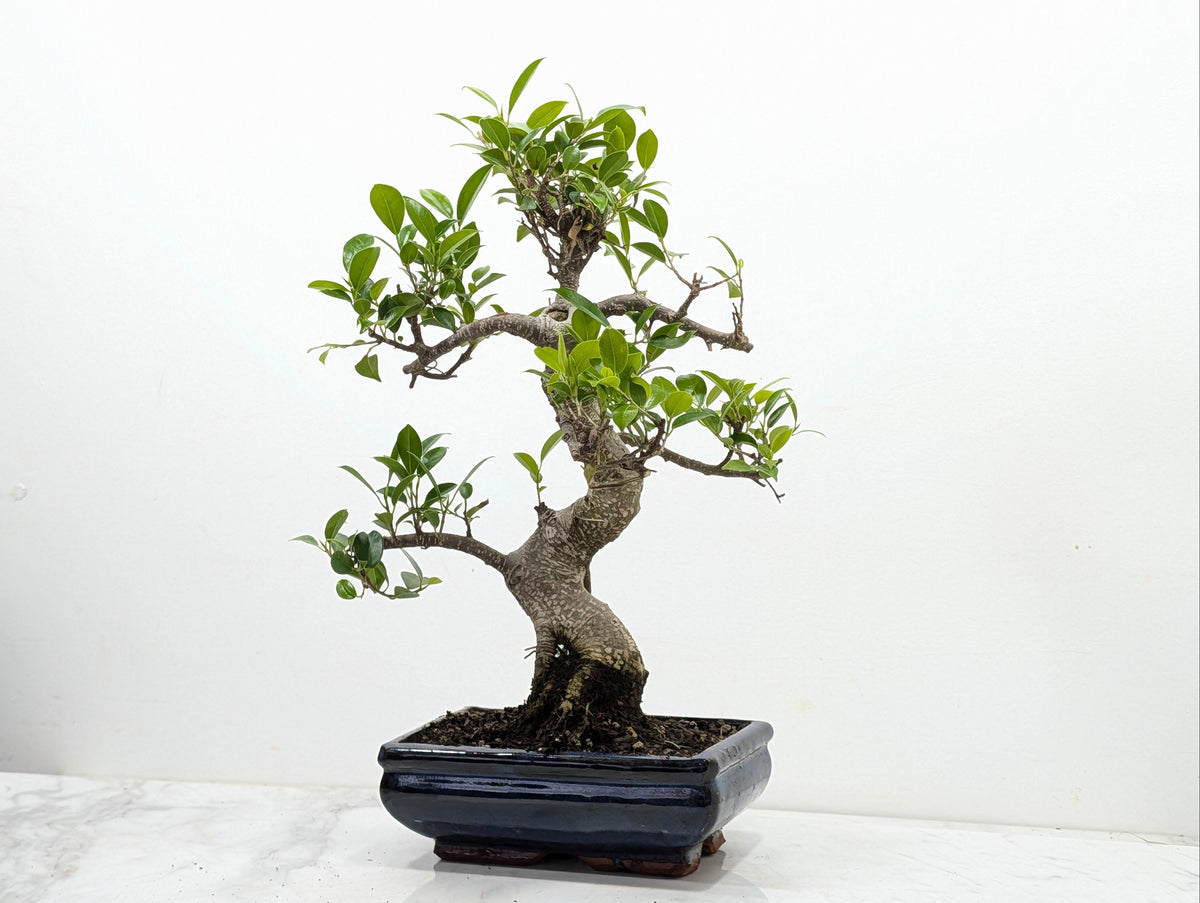 Banyan Fig Bonsai -20cm Navy Pot