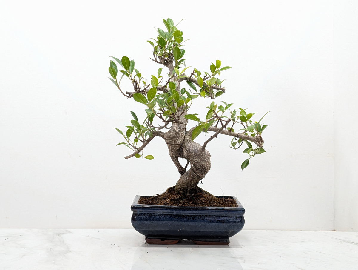 Banyan Fig Bonsai -20cm Navy Pot