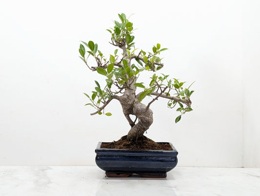 Banyan Fig Bonsai -20cm Navy Pot