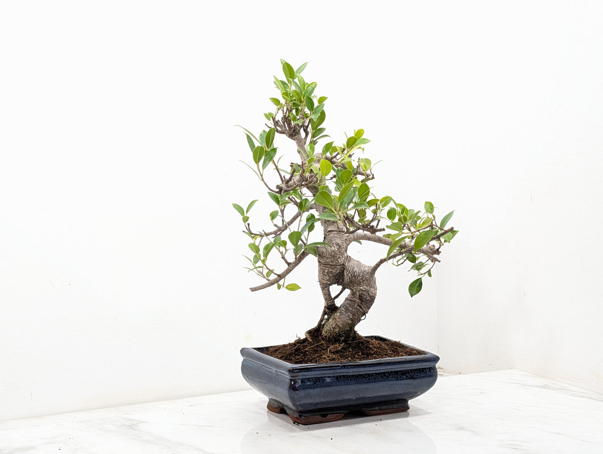 Banyan Fig Bonsai -20cm Navy Pot