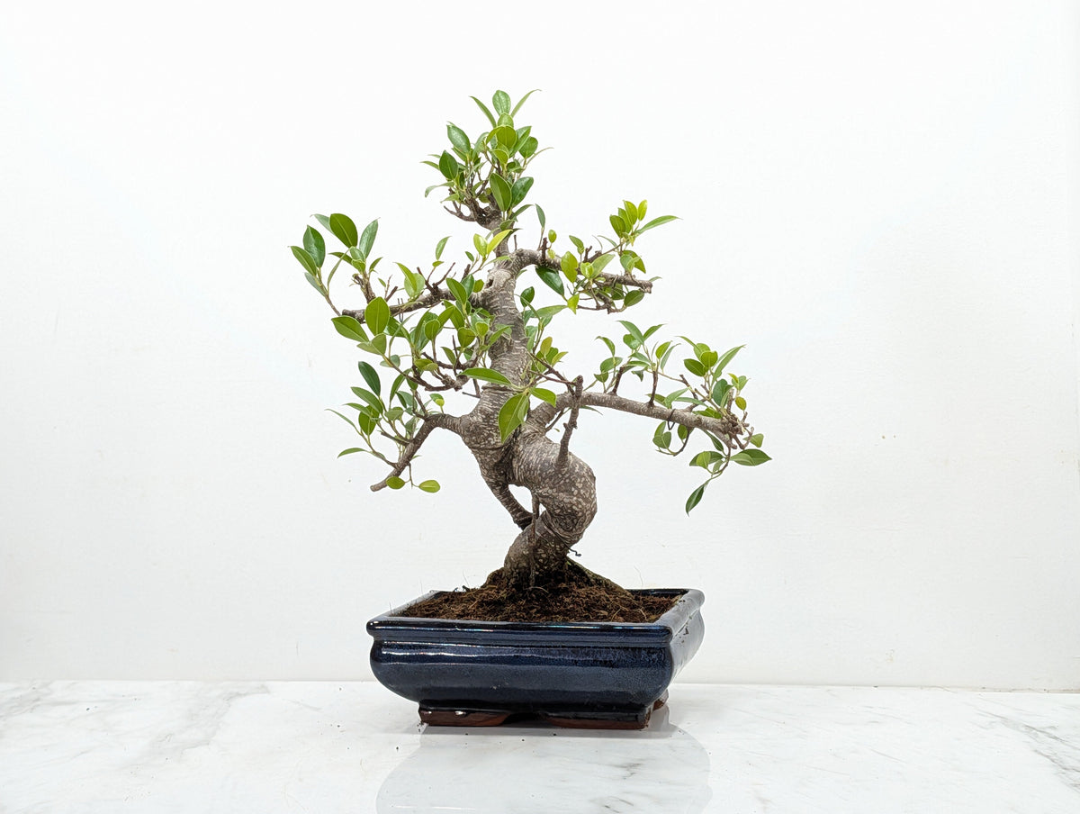 Banyan Fig Bonsai -20cm Navy Pot