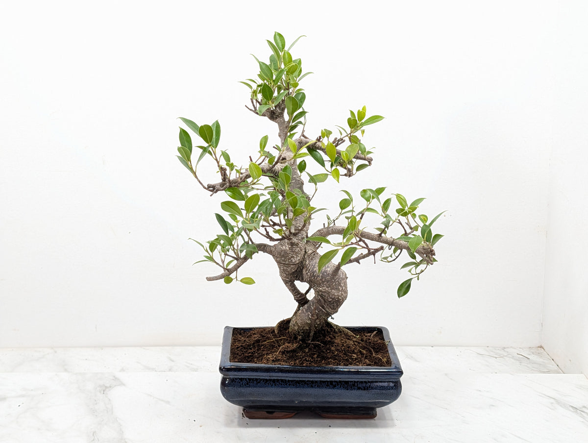Banyan Fig Bonsai -20cm Navy Pot