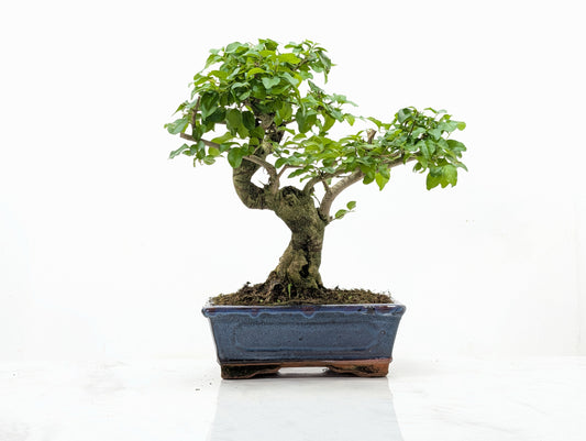 Mandarin  Bonsai Tree