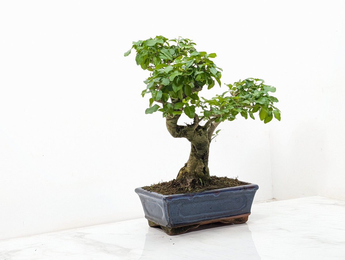 Mandarin  Bonsai Tree