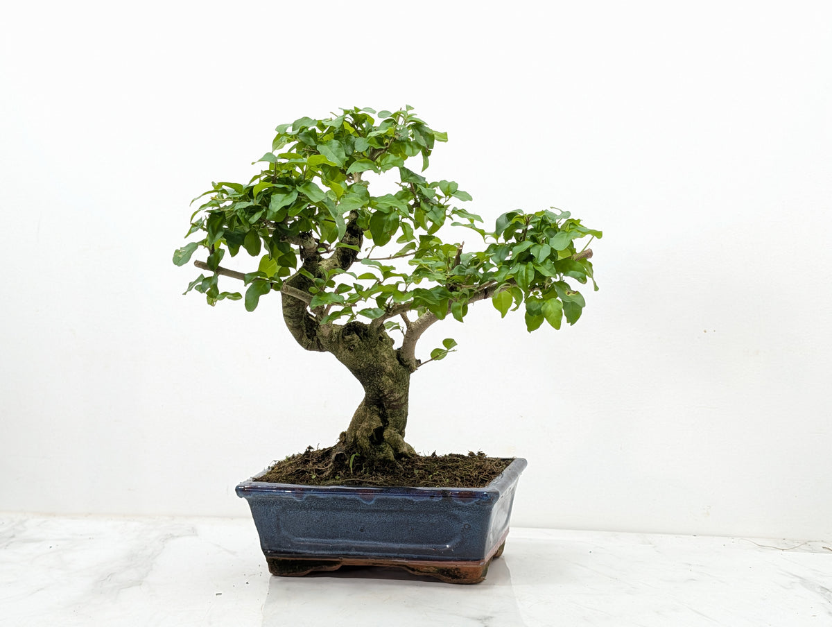 Mandarin  Bonsai Tree