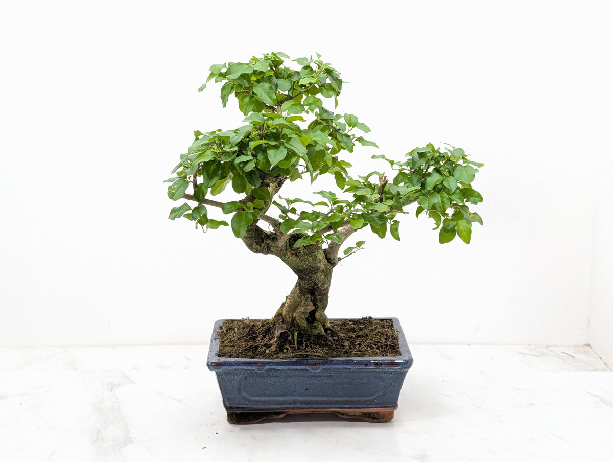 Mandarin  Bonsai Tree