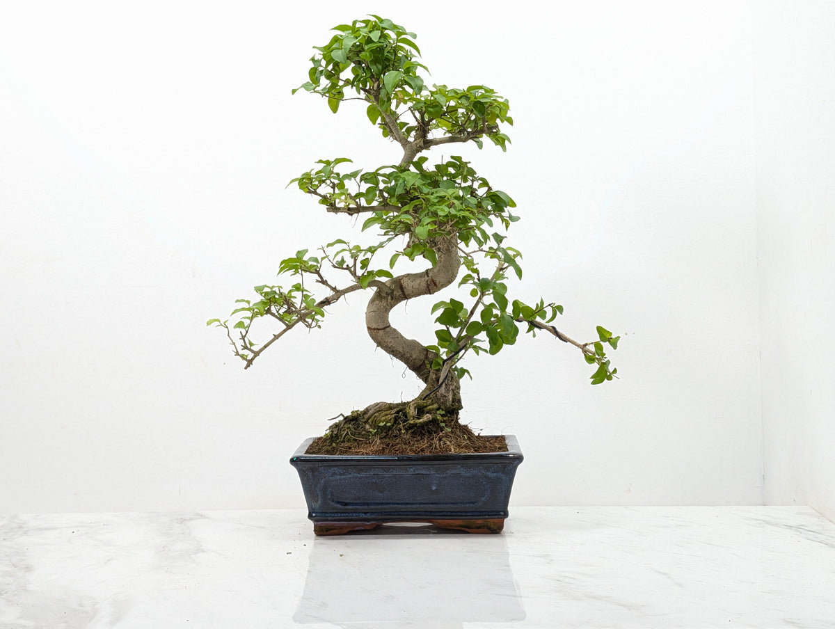 Mandarin  Bonsai Tree
