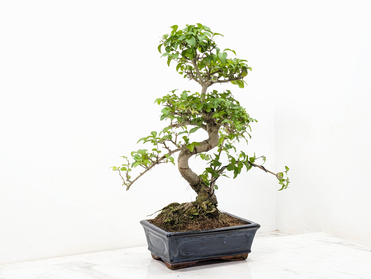 Mandarin  Bonsai Tree