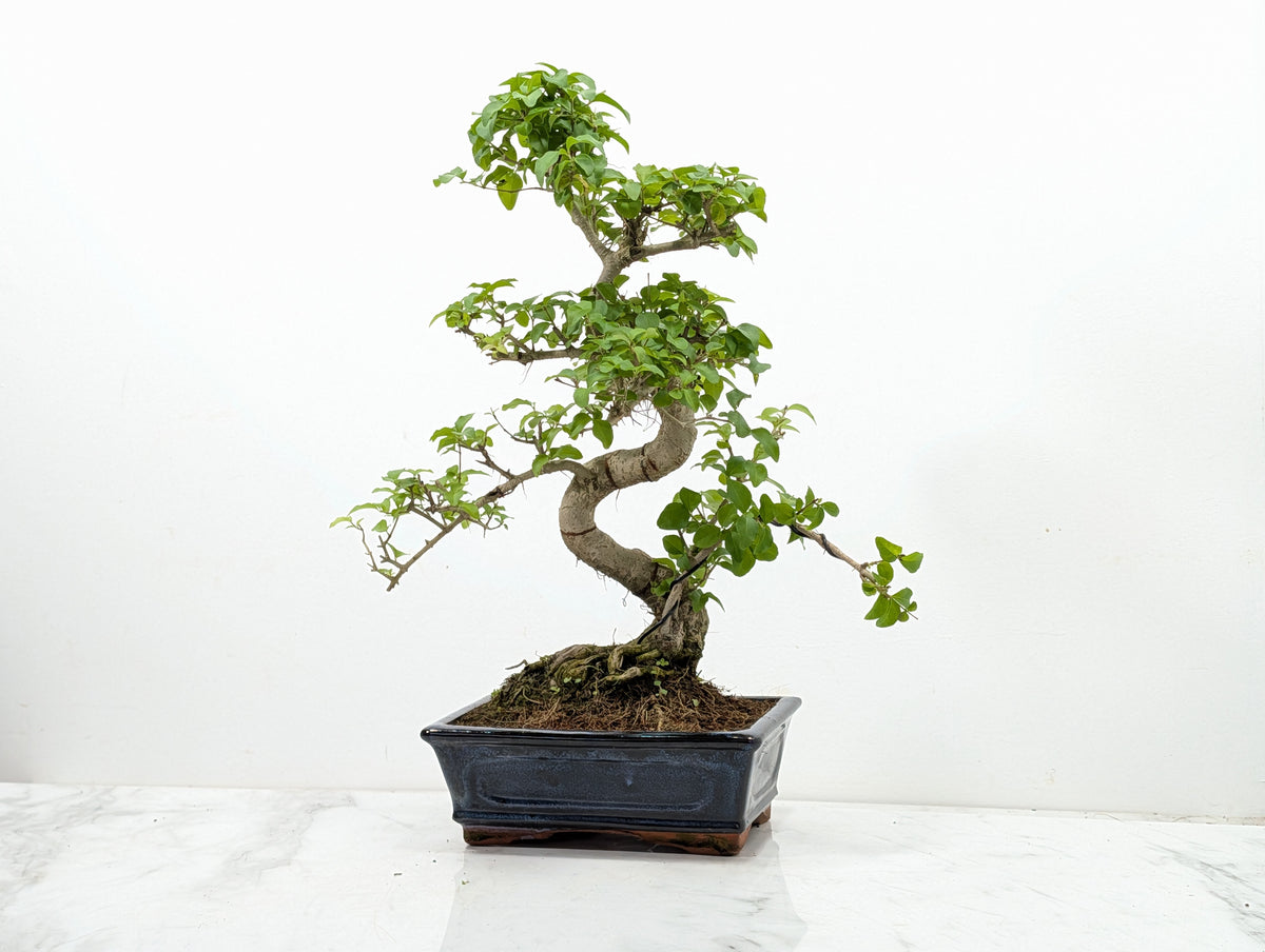 Mandarin  Bonsai Tree