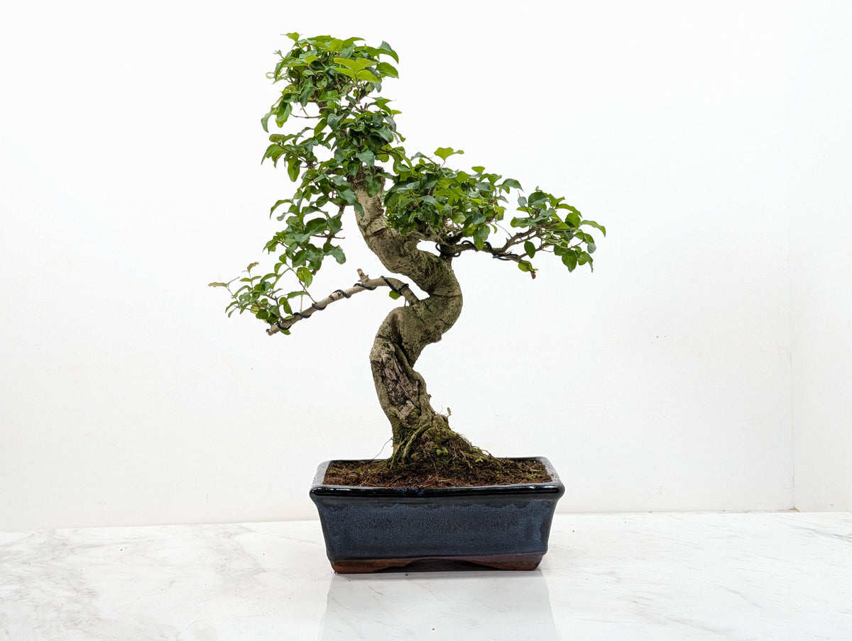 Mandarin  Bonsai Tree