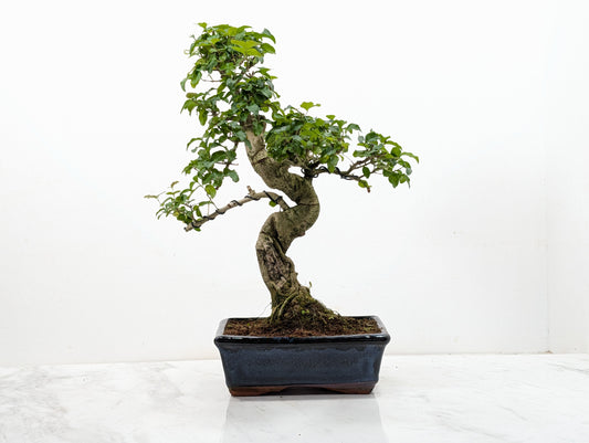 Mandarin  Bonsai Tree