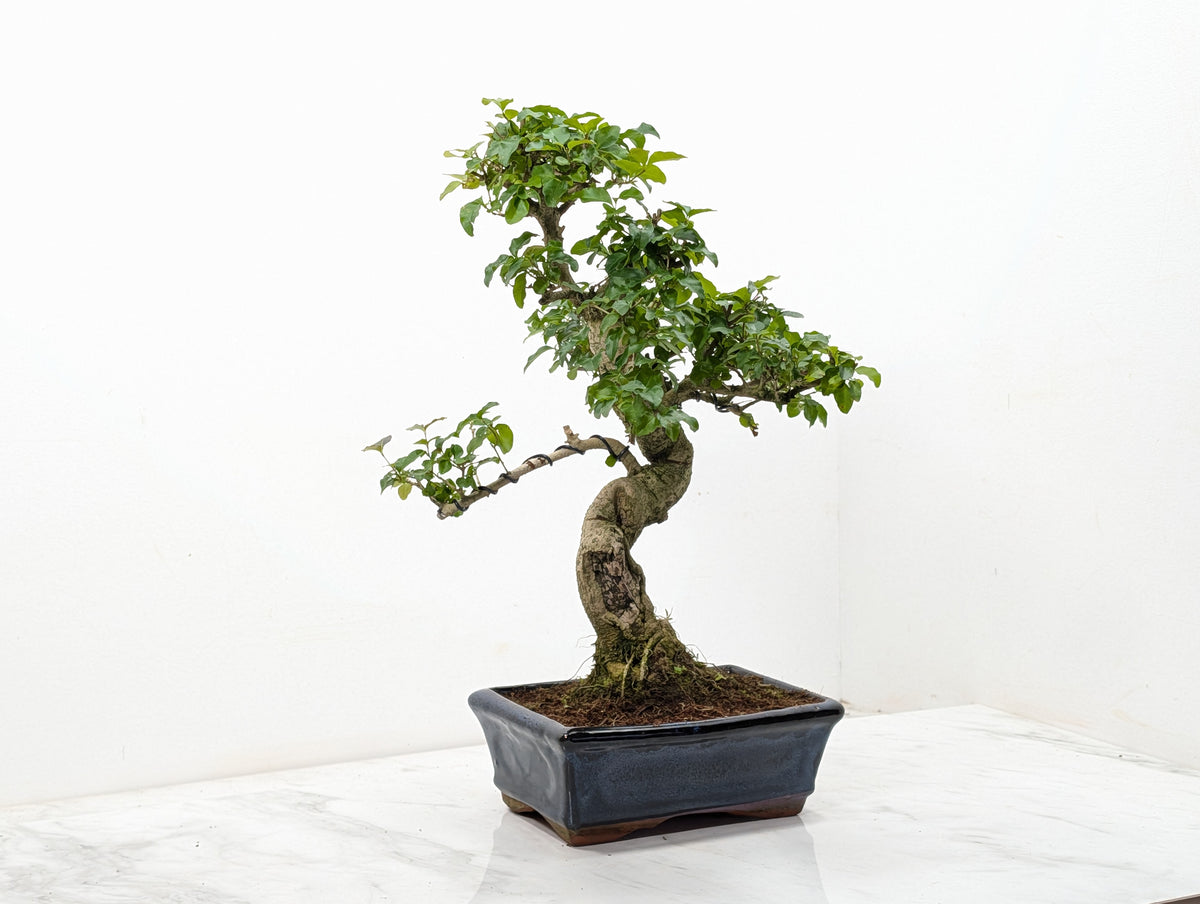 Mandarin  Bonsai Tree