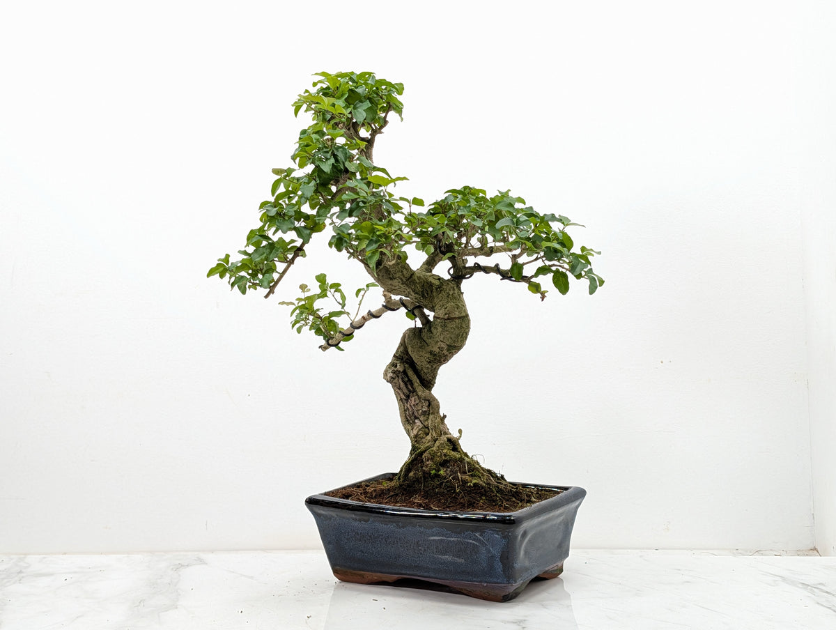 Mandarin  Bonsai Tree