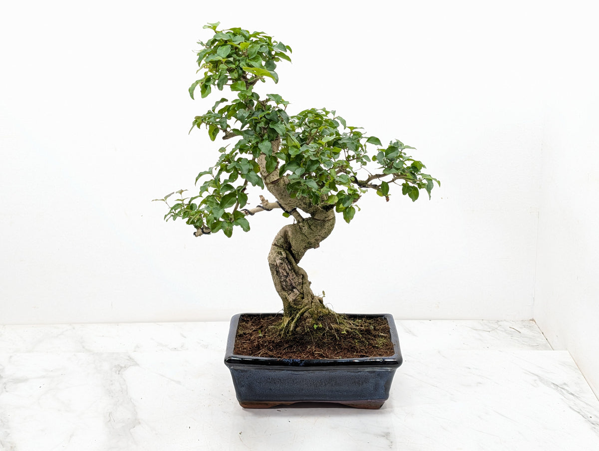 Mandarin  Bonsai Tree