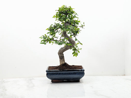 Chinese Elm Bonsai and Care Kit in 18cm Navy Ceramic Pot