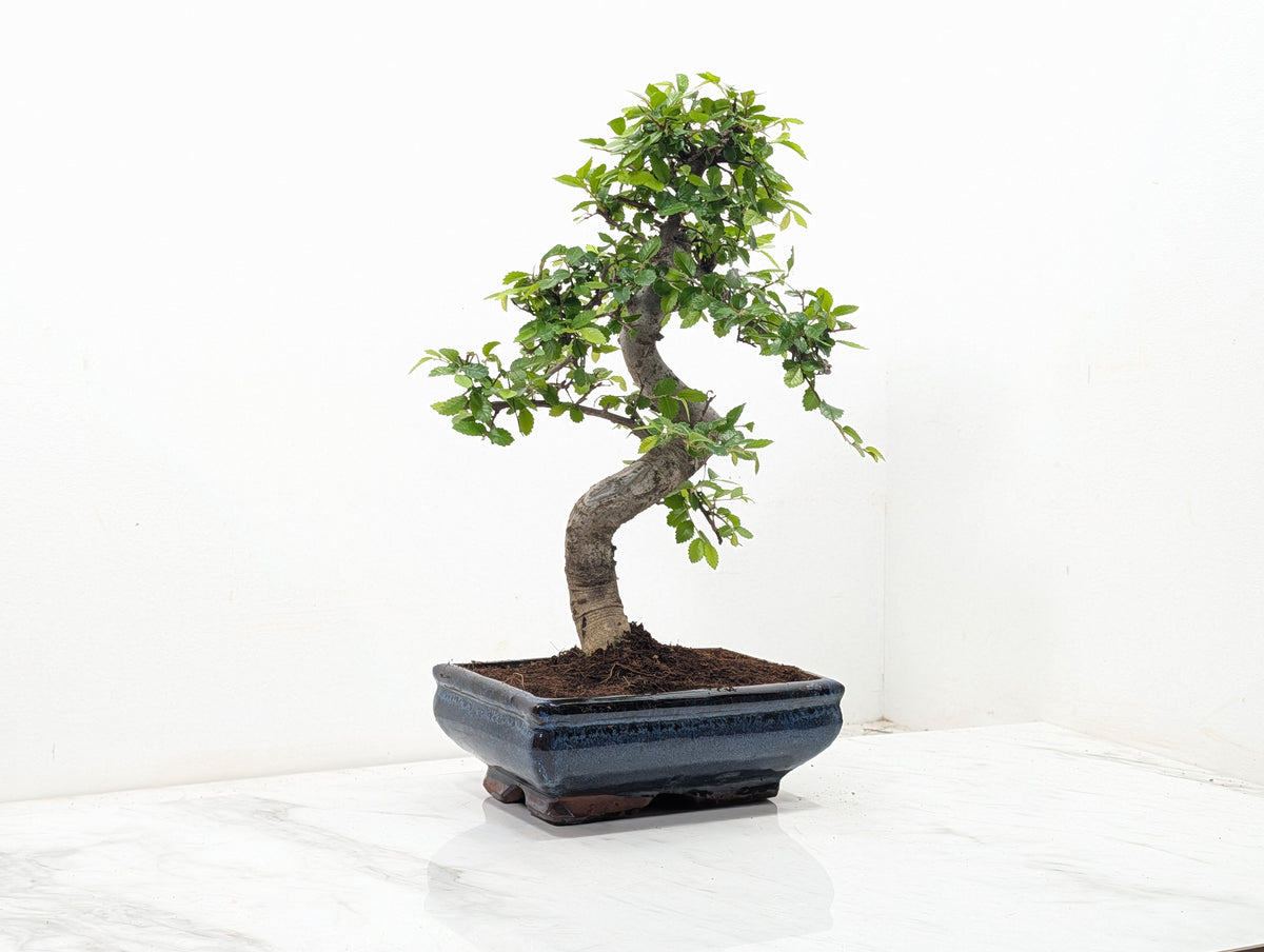 Chinese Elm Bonsai and Care Kit in 18cm Navy Ceramic Pot
