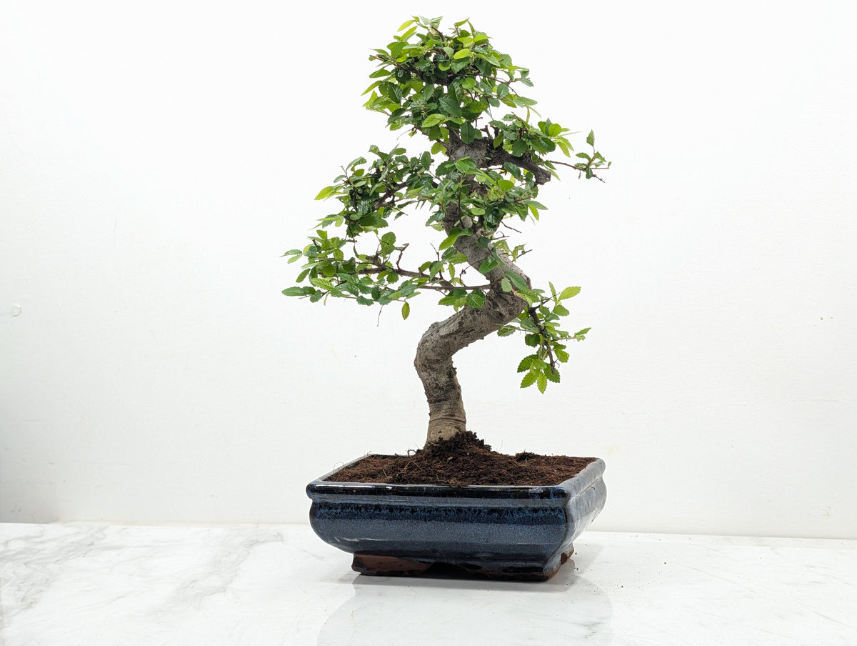 Chinese Elm Bonsai and Care Kit in 18cm Navy Ceramic Pot