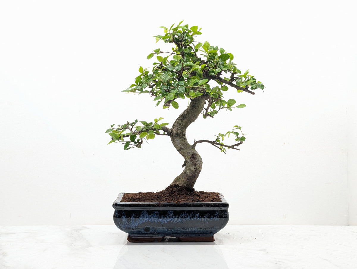 Chinese Elm Bonsai and Care Kit in 18cm Navy Ceramic Pot