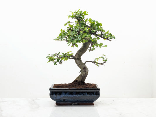Chinese Elm Bonsai and Care Kit in 18cm Navy Ceramic Pot