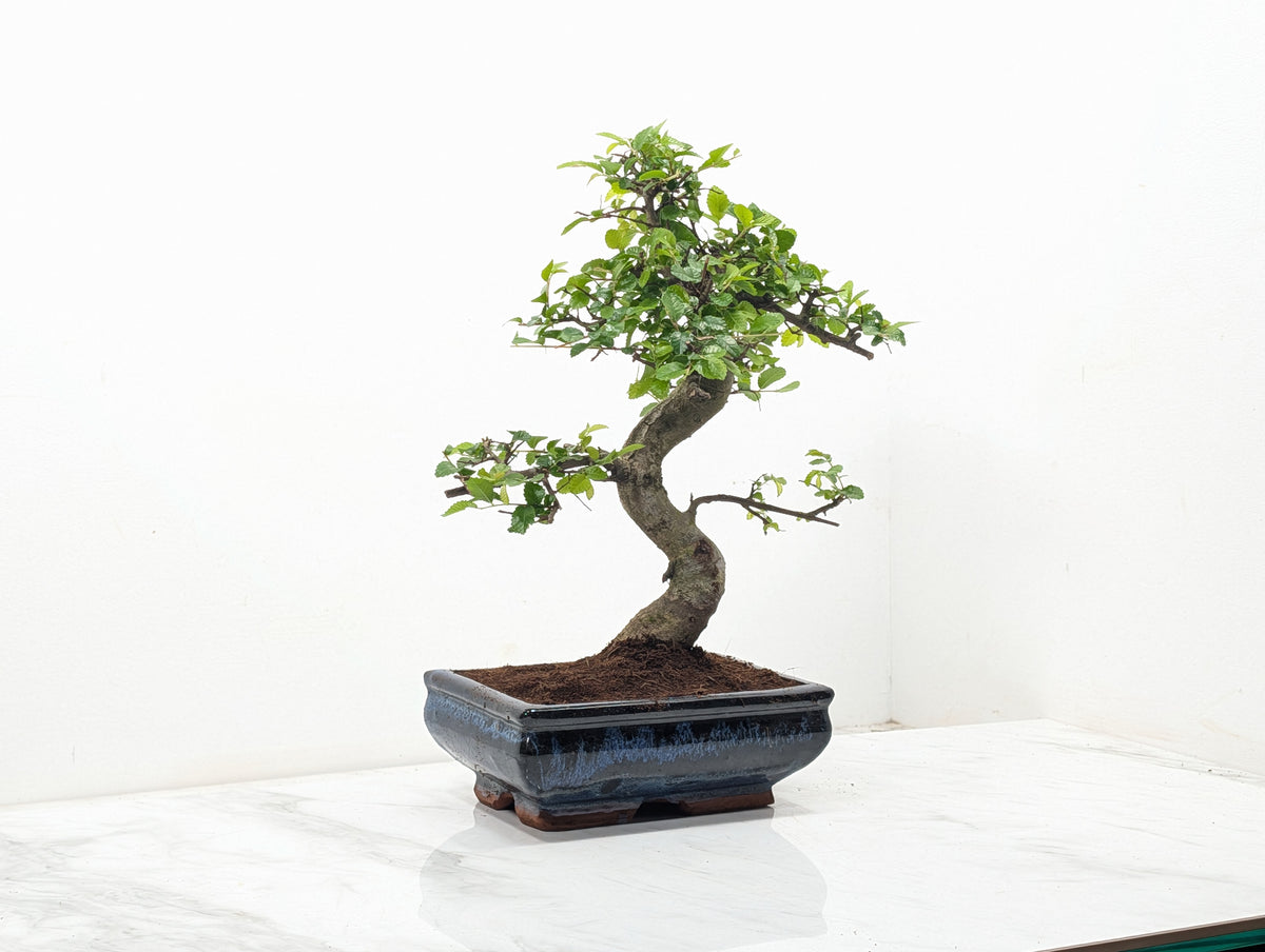 Chinese Elm Bonsai and Care Kit in 18cm Navy Ceramic Pot
