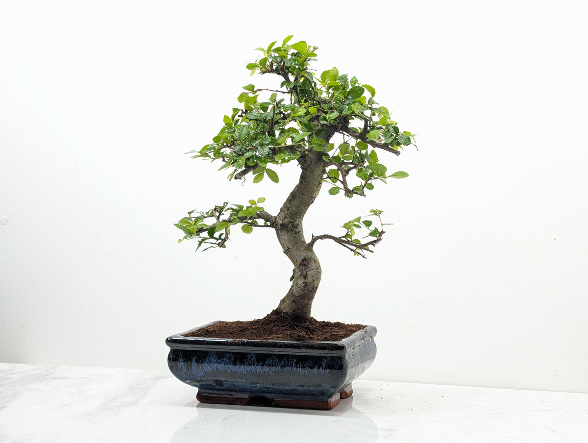 Chinese Elm Bonsai and Care Kit in 18cm Navy Ceramic Pot