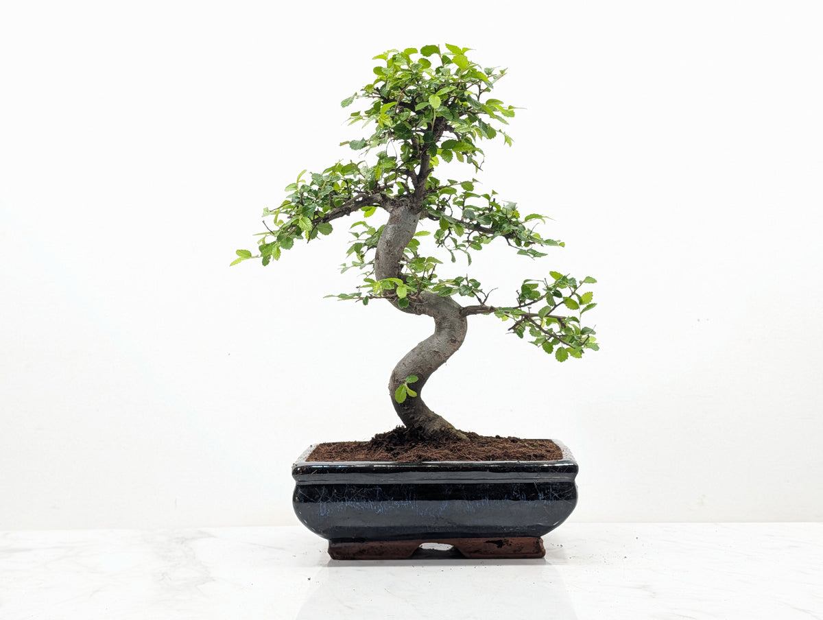 Chinese Elm Bonsai and Care Kit in 18cm Navy Ceramic Pot