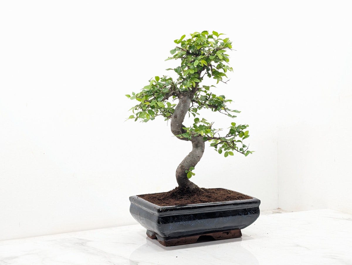 Chinese Elm Bonsai and Care Kit in 18cm Navy Ceramic Pot