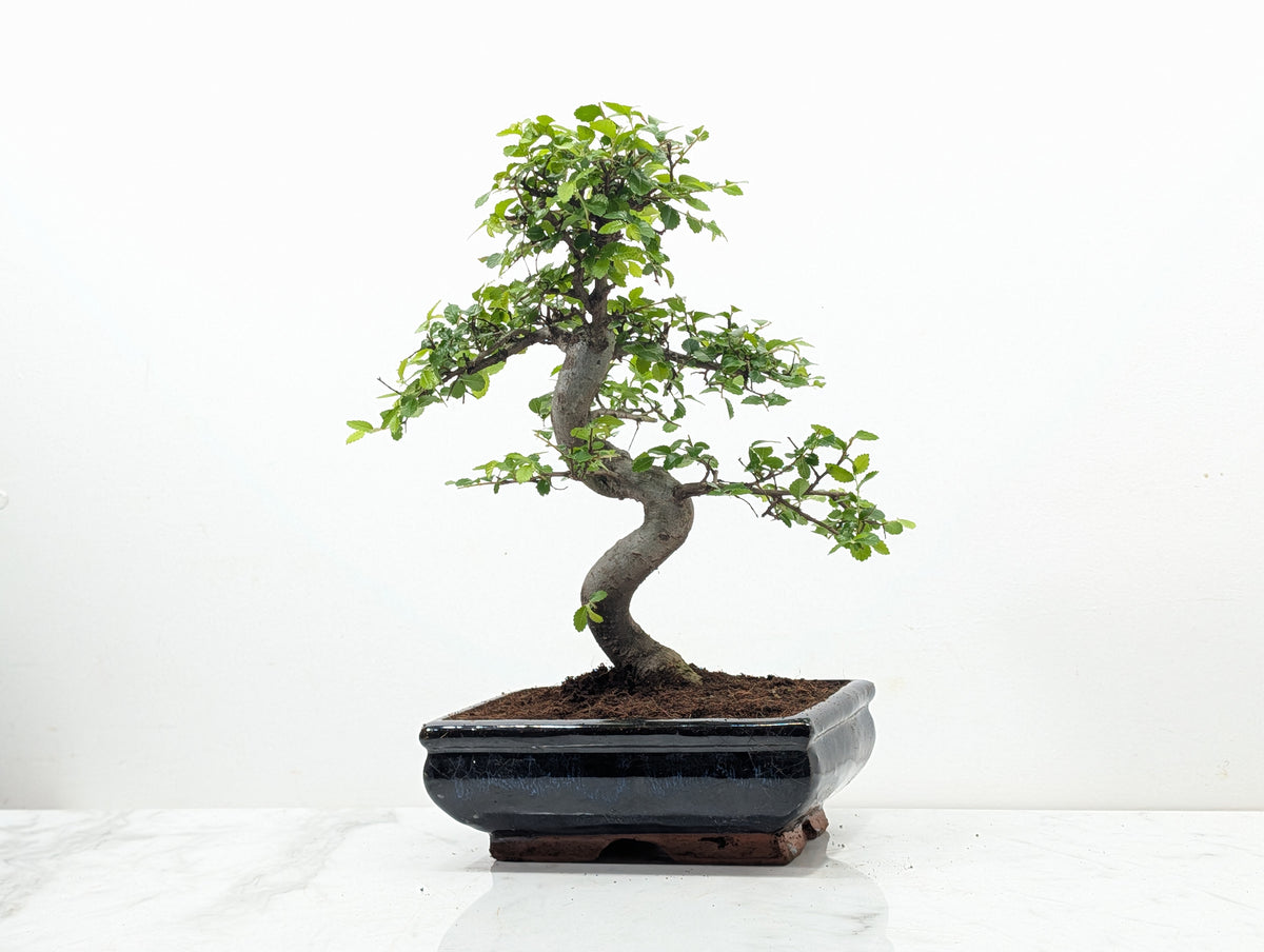 Chinese Elm Bonsai and Care Kit in 18cm Navy Ceramic Pot