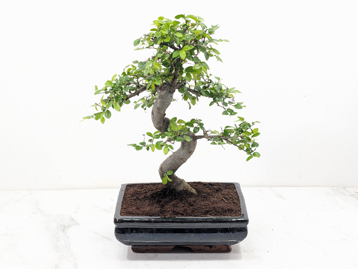 Chinese Elm Bonsai and Care Kit in 18cm Navy Ceramic Pot
