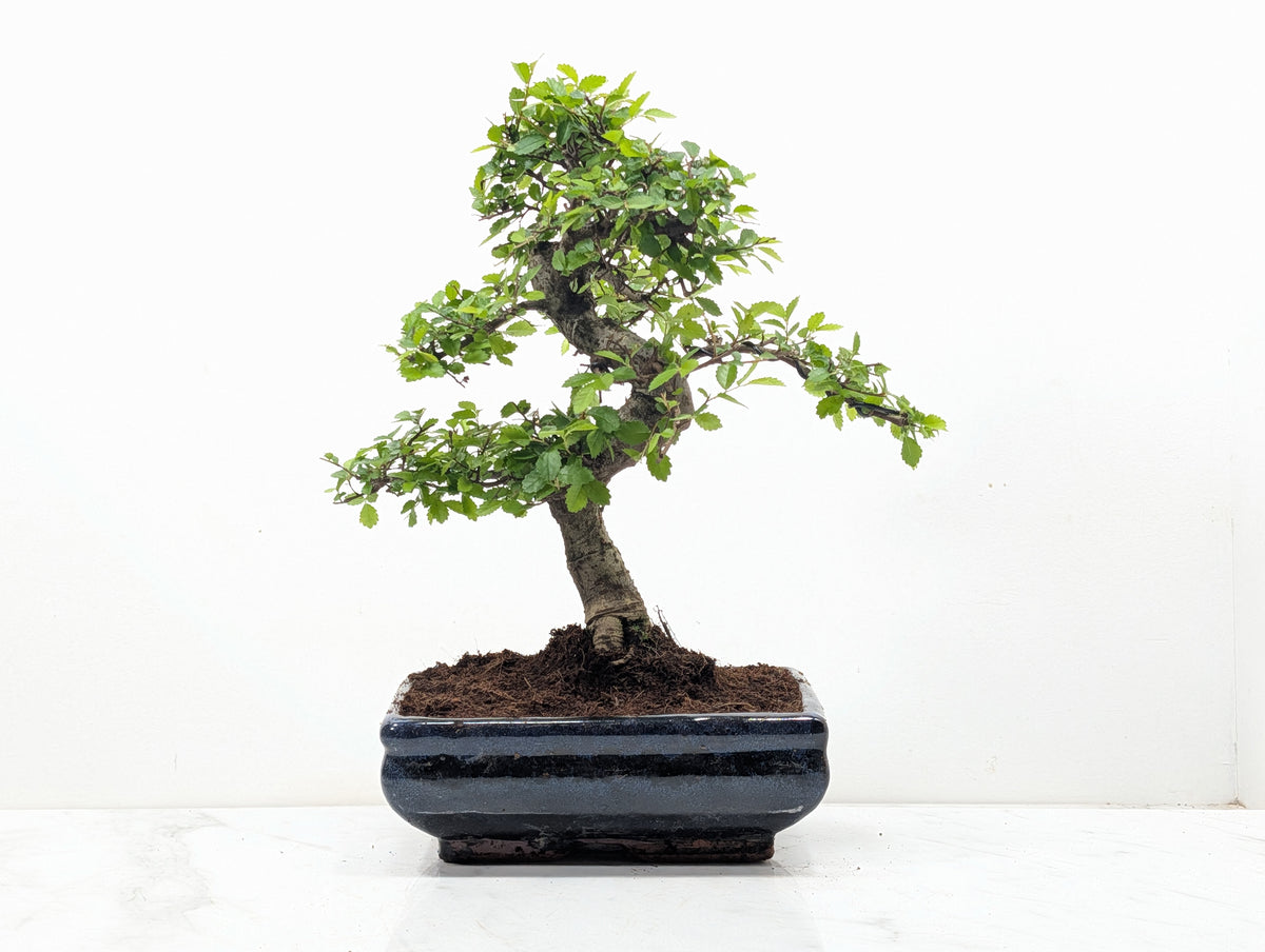Chinese Elm Bonsai and Care Kit in 18cm Navy Ceramic Pot