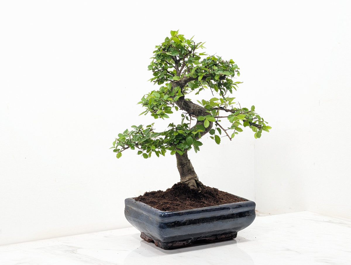 Chinese Elm Bonsai and Care Kit in 18cm Navy Ceramic Pot