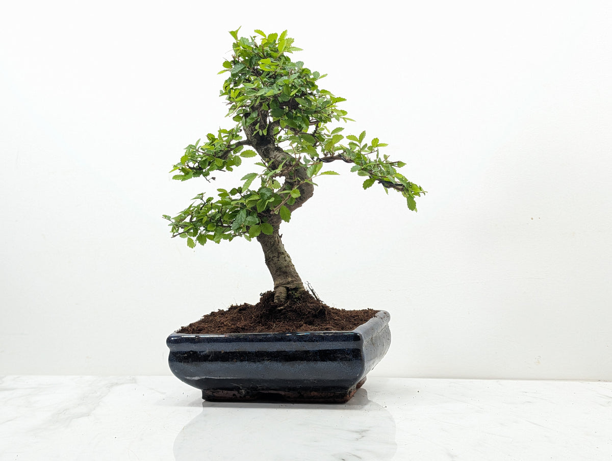 Chinese Elm Bonsai and Care Kit in 18cm Navy Ceramic Pot