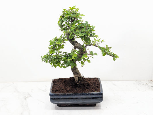 Chinese Elm Bonsai and Care Kit in 18cm Navy Ceramic Pot