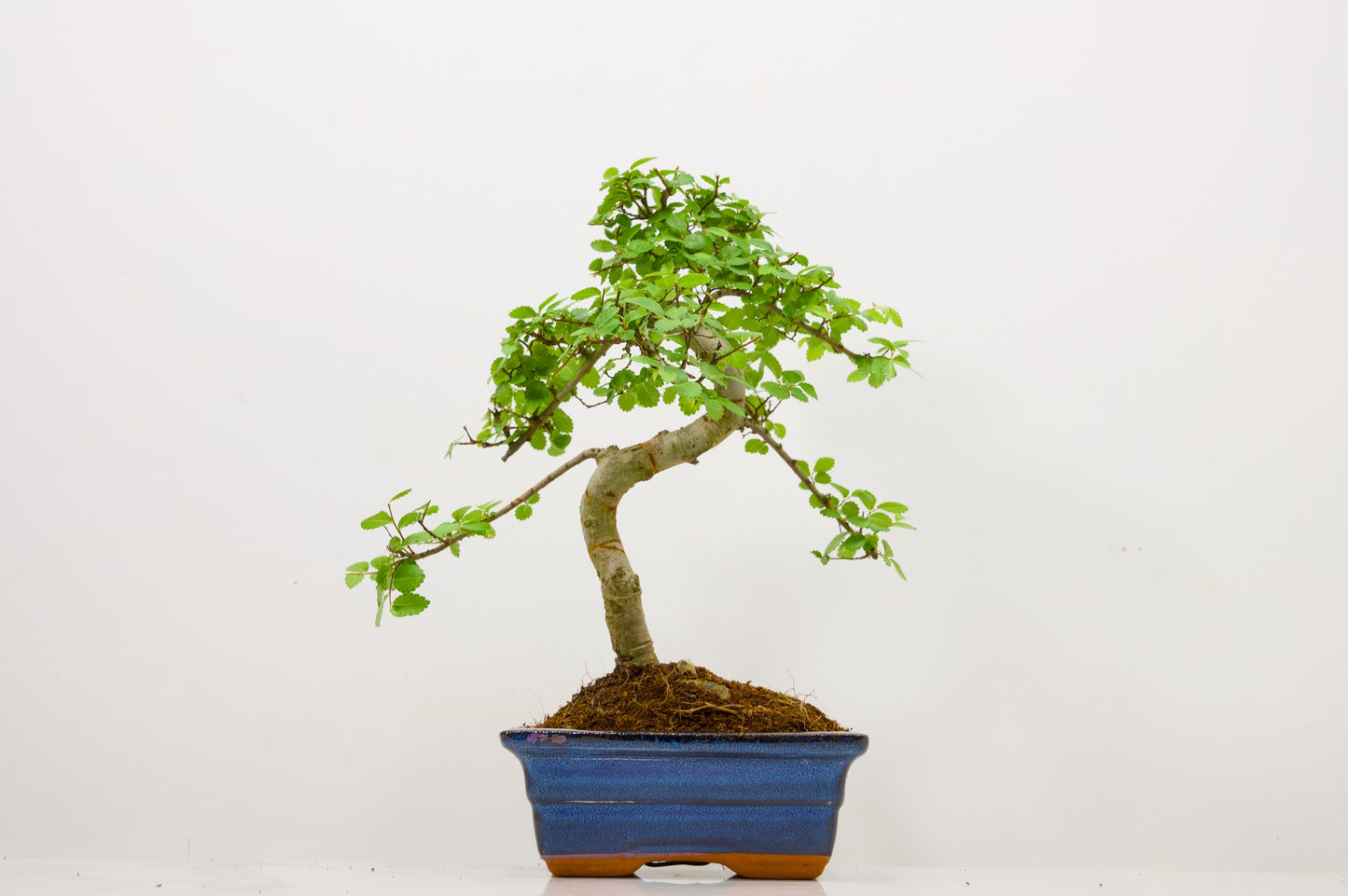 Chinese Elm Bonsai and Care Kit in 15cm Navy Ceramic Pot